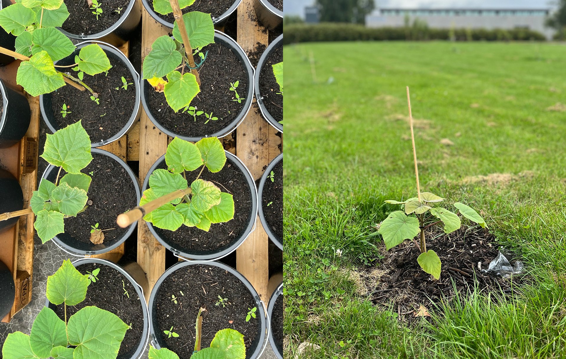 Grønne spirer, Paulownia